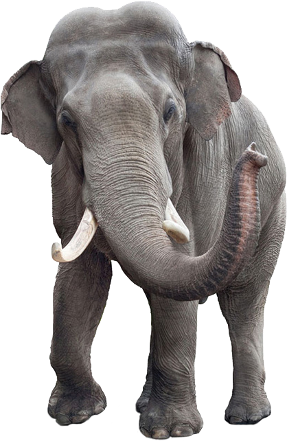 Icon Elephant