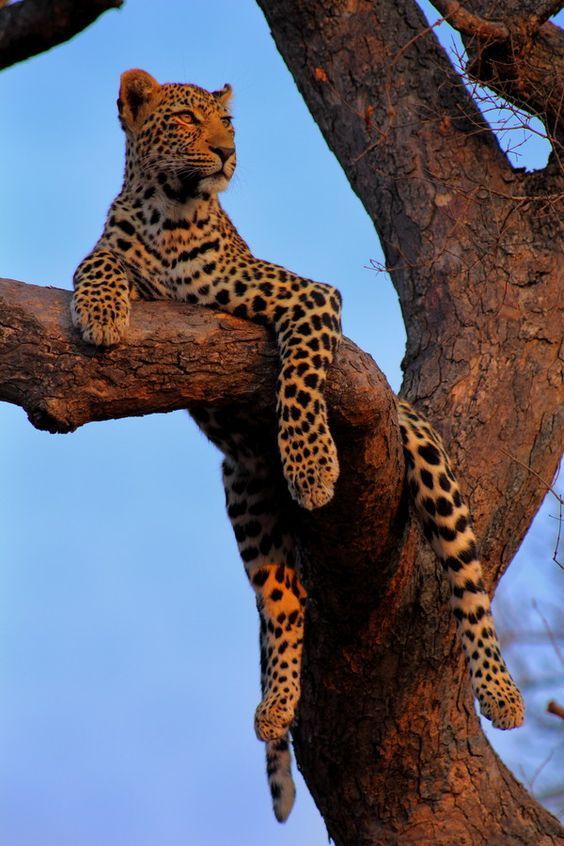 Leopard